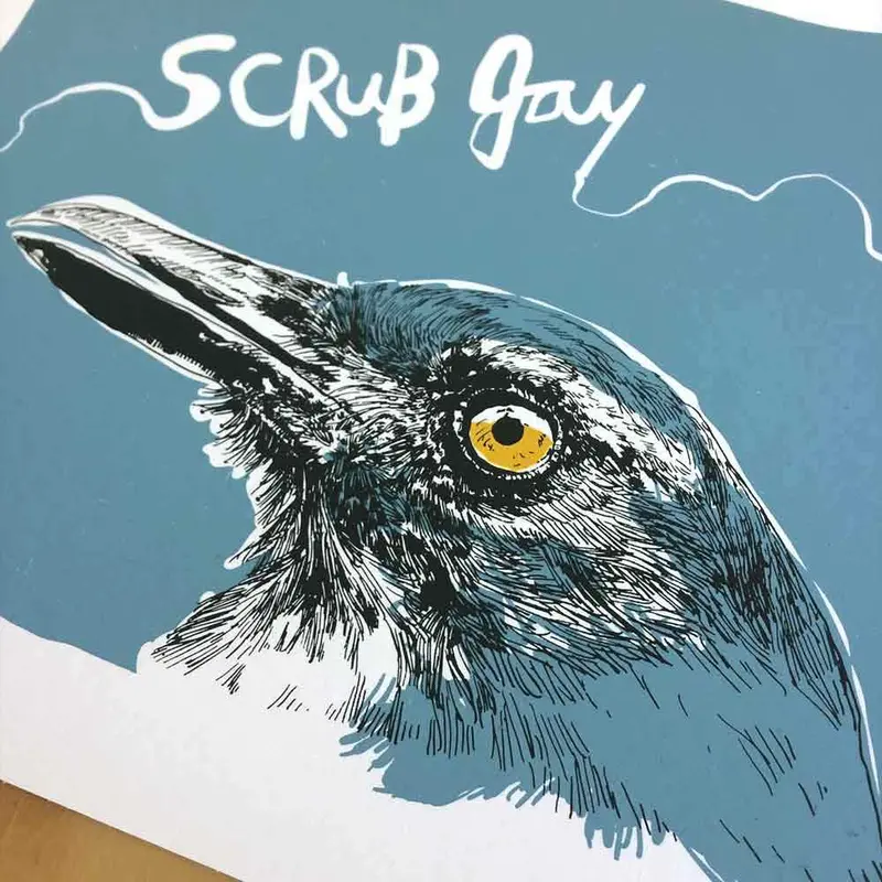 Scrub Jay Limited-Edition Tri-Color Print – Hand-Numbered Series 1